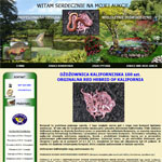 Drugi szablon Allegro dla telemaster